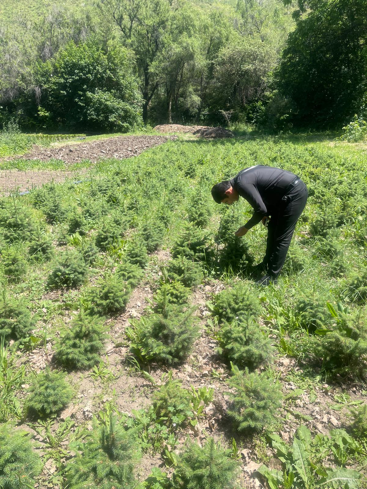 INTERNATIONAL SUMMER SCHOOL – 2026: FIELD PRACTICAL TRAINING AT KASKELEN FORESTRY, ILE-ALATAU STATE NATIONAL NATURE PARK